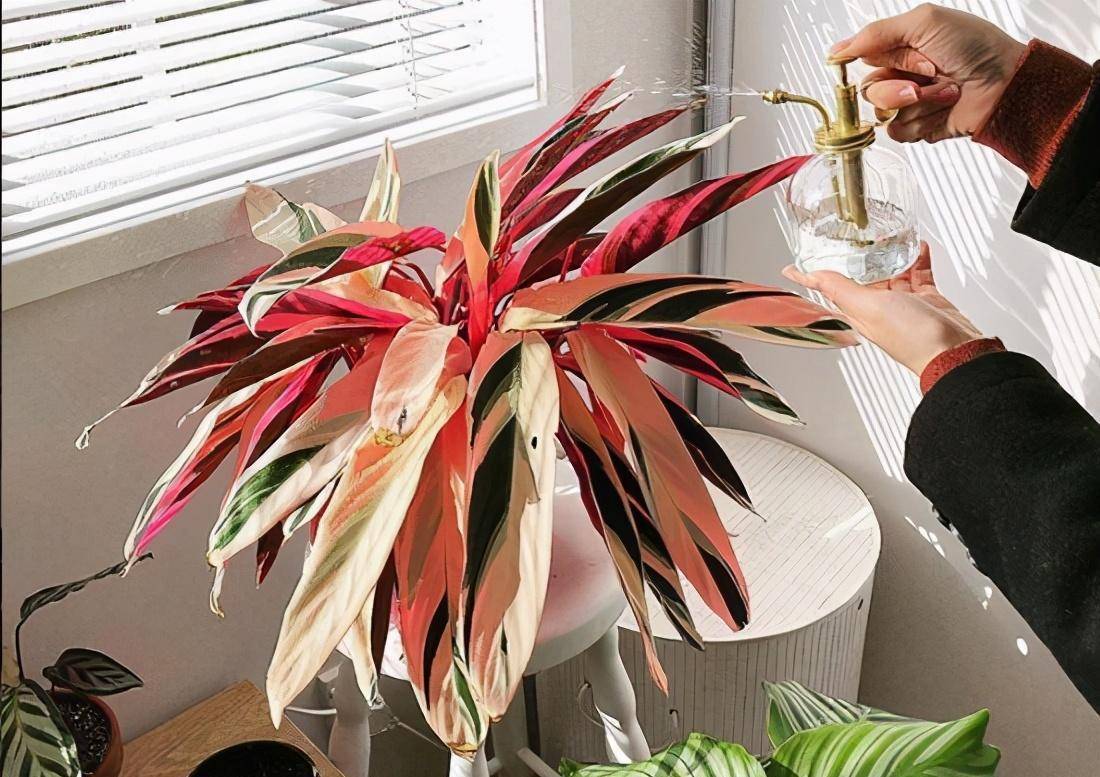 7 loại cây cảnh như bể nước lớn, một ngày không được tưới nước là hoa héo, lá đổ-5