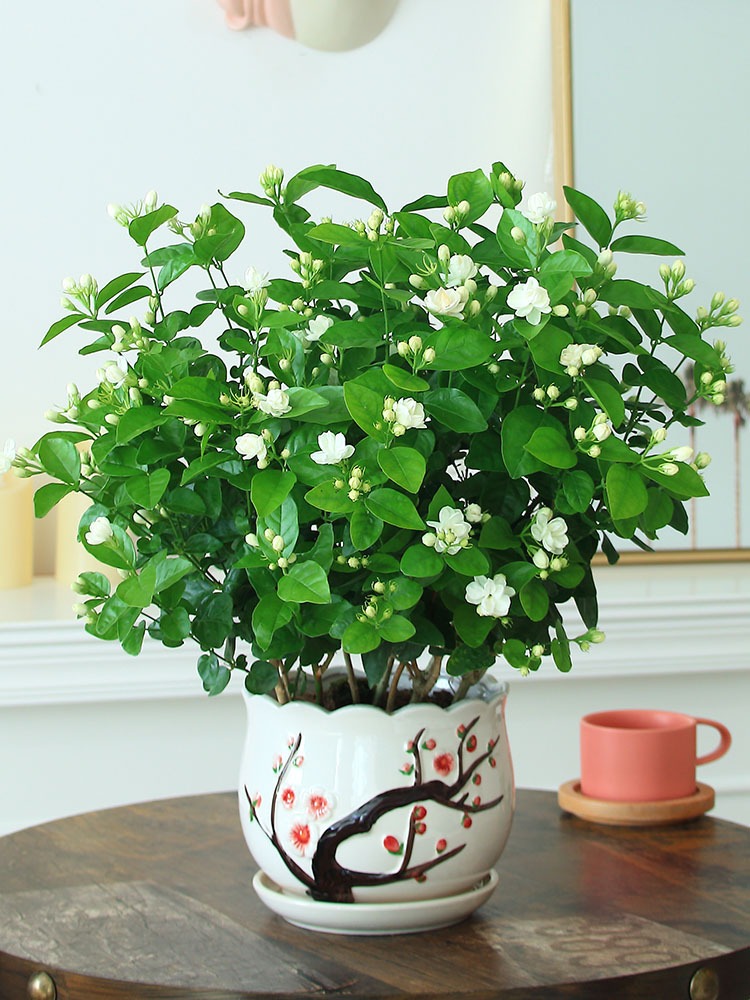 7 loại cây cảnh như bể nước lớn, một ngày không được tưới nước là hoa héo, lá đổ-7