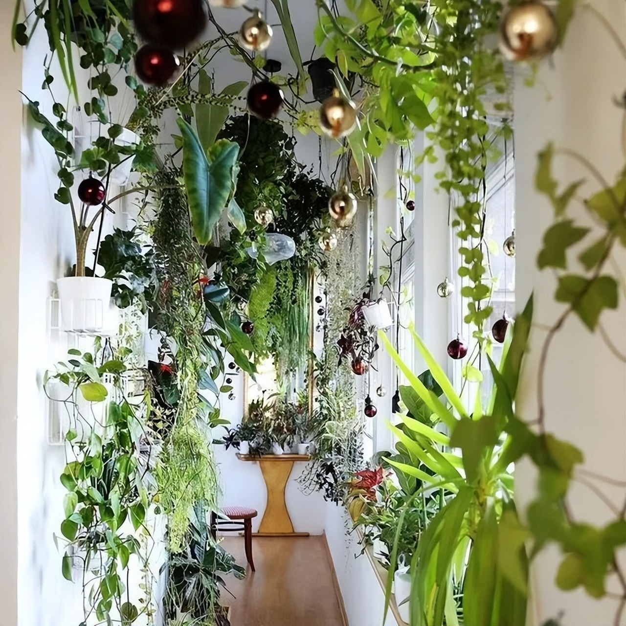 7 loại cây cảnh như bể nước lớn, một ngày không được tưới nước là hoa héo, lá đổ-10