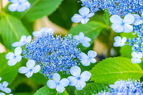 Có ý chí tiến thủ, người sinh ngày Âm lịch này tiền tài dư dả, hạnh phúc ngọt ngào sau tuổi 40-1