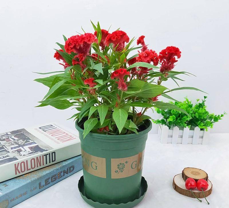 Người xưa dặn: Trồng hoa 1 năm, dưỡng người cả đời, 7 cây cảnh dùng pha trà, uống vào khỏi bệnh tật, tai ách-2