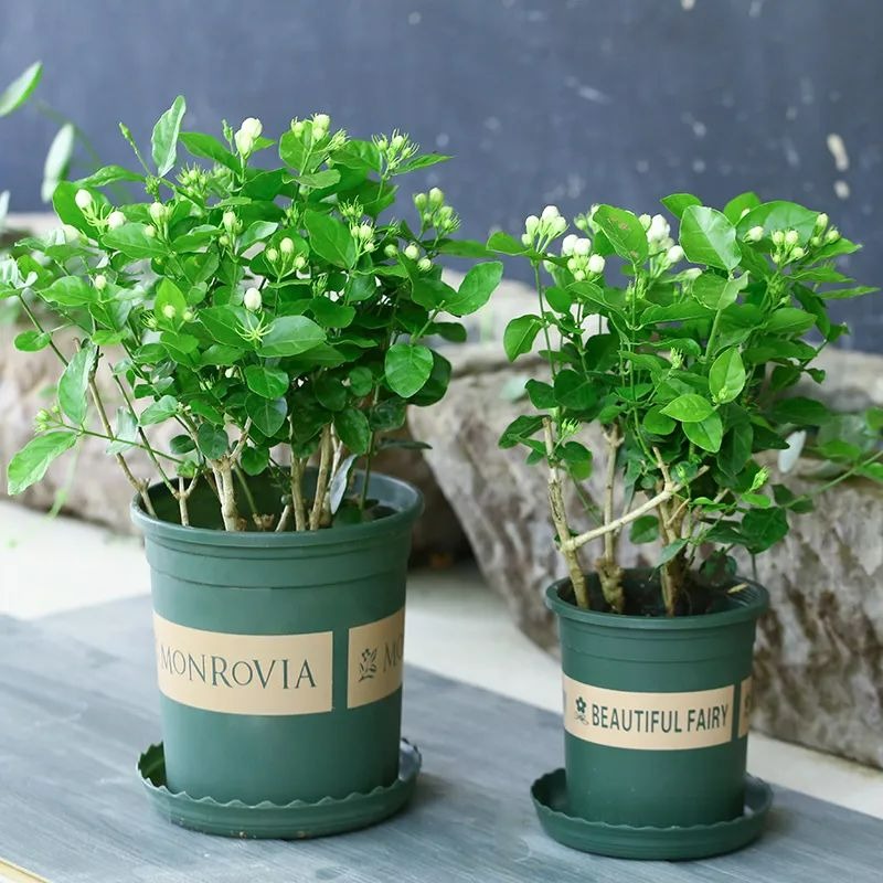 Người xưa dặn: Trồng hoa 1 năm, dưỡng người cả đời, 7 cây cảnh dùng pha trà, uống vào khỏi bệnh tật, tai ách-5