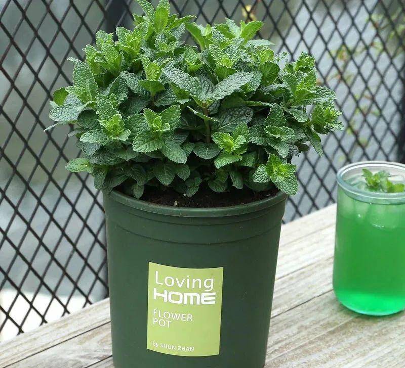 Người xưa dặn: Trồng hoa 1 năm, dưỡng người cả đời, 7 cây cảnh dùng pha trà, uống vào khỏi bệnh tật, tai ách-9