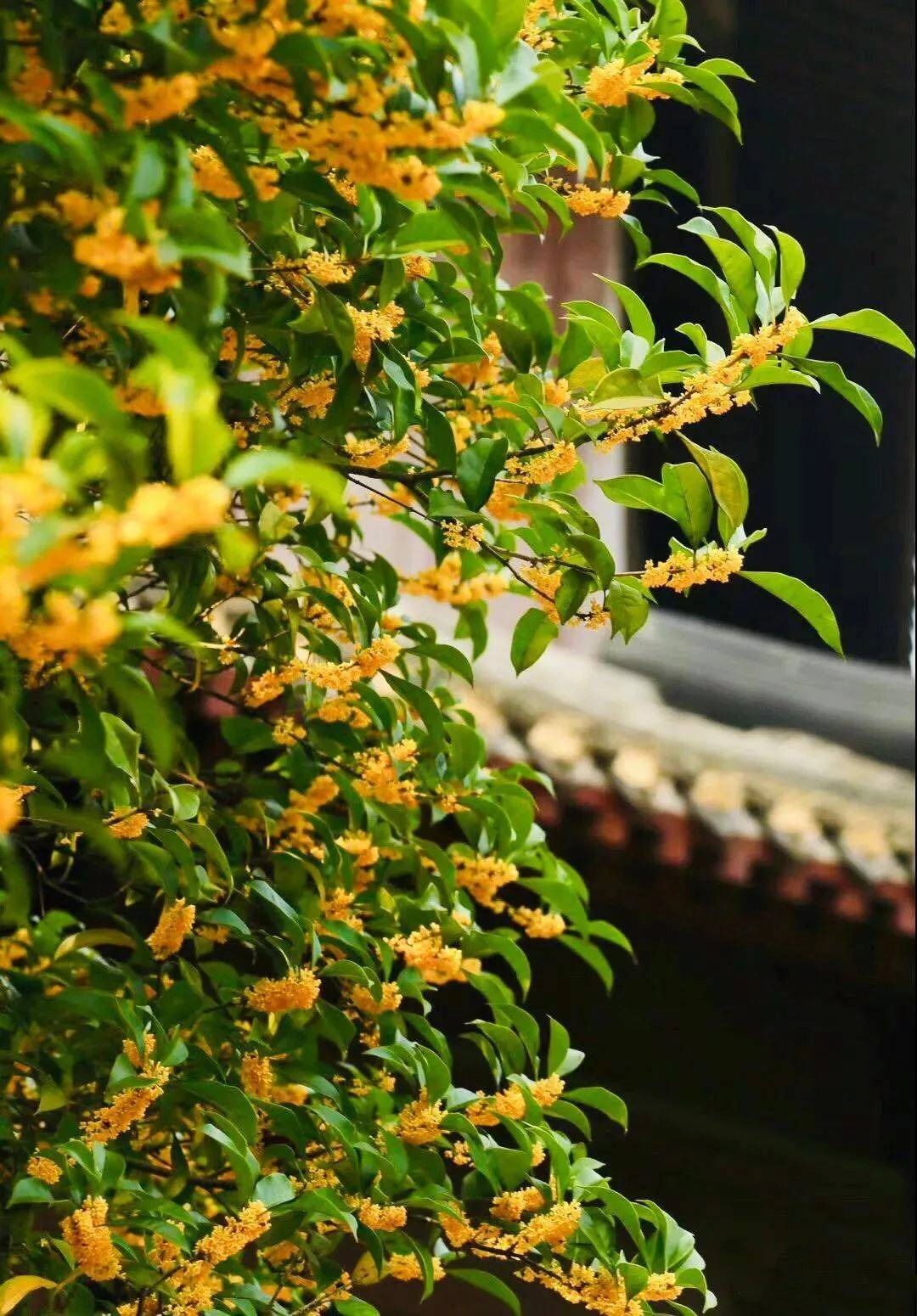 Người xưa dặn: Trồng hoa 1 năm, dưỡng người cả đời, 7 cây cảnh dùng pha trà, uống vào khỏi bệnh tật, tai ách-11