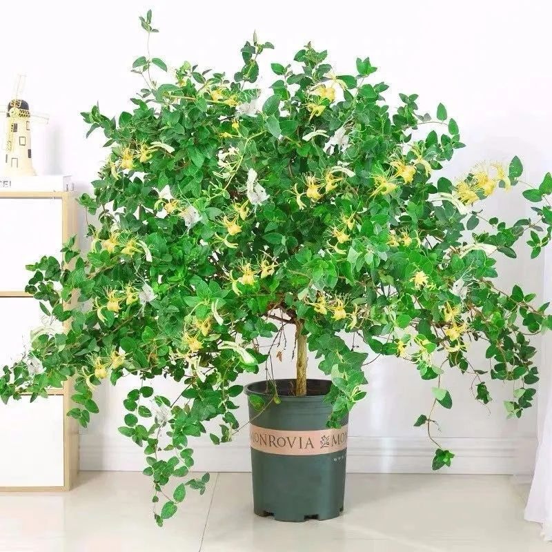 Người xưa dặn: Trồng hoa 1 năm, dưỡng người cả đời, 7 cây cảnh dùng pha trà, uống vào khỏi bệnh tật, tai ách-13