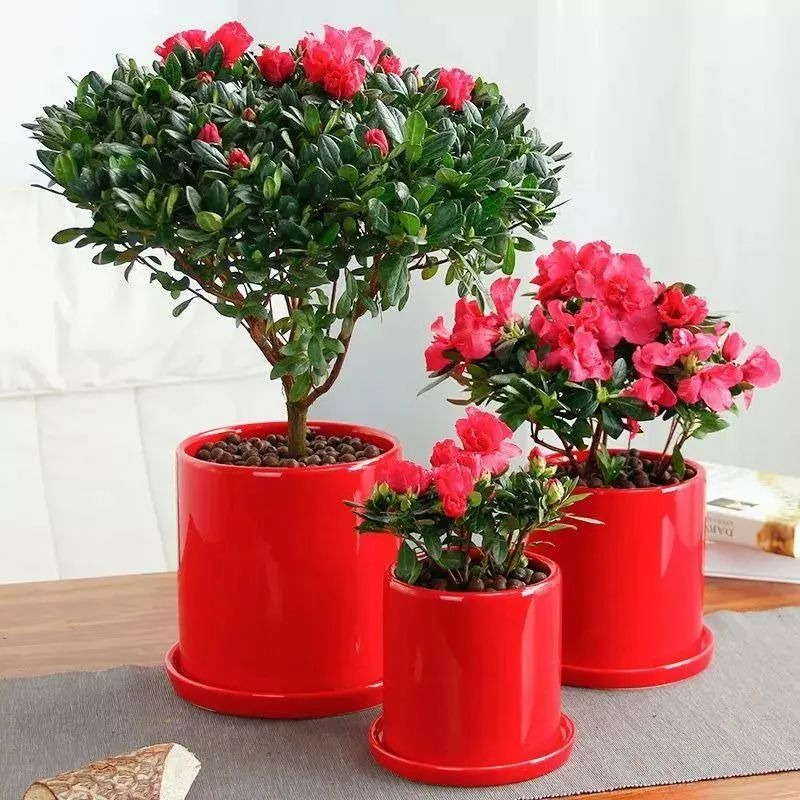 Người xưa dặn: Trồng hoa 1 năm, dưỡng người cả đời, 7 cây cảnh dùng pha trà, uống vào khỏi bệnh tật, tai ách-15