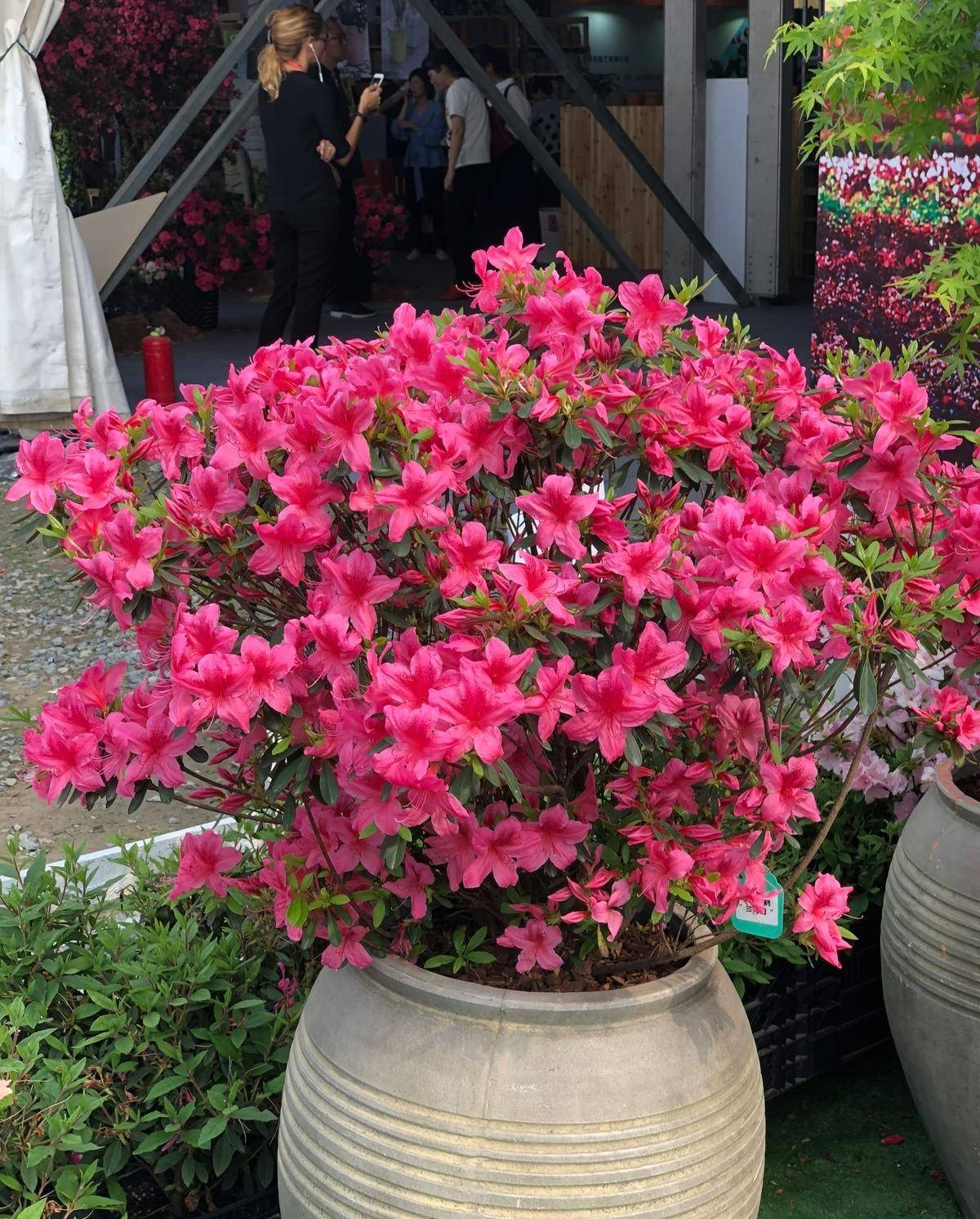 Người xưa dặn: Trồng hoa 1 năm, dưỡng người cả đời, 7 cây cảnh dùng pha trà, uống vào khỏi bệnh tật, tai ách-16