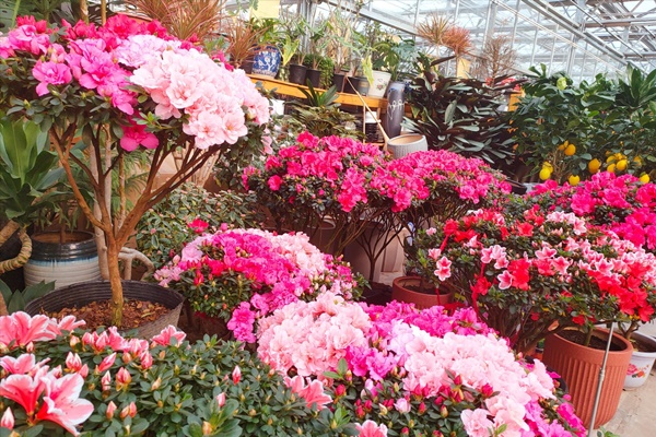 Muốn có khung cửa đẹp như mơ, trồng ngay 5 cây cảnh trèo tường siêu khỏe này-14