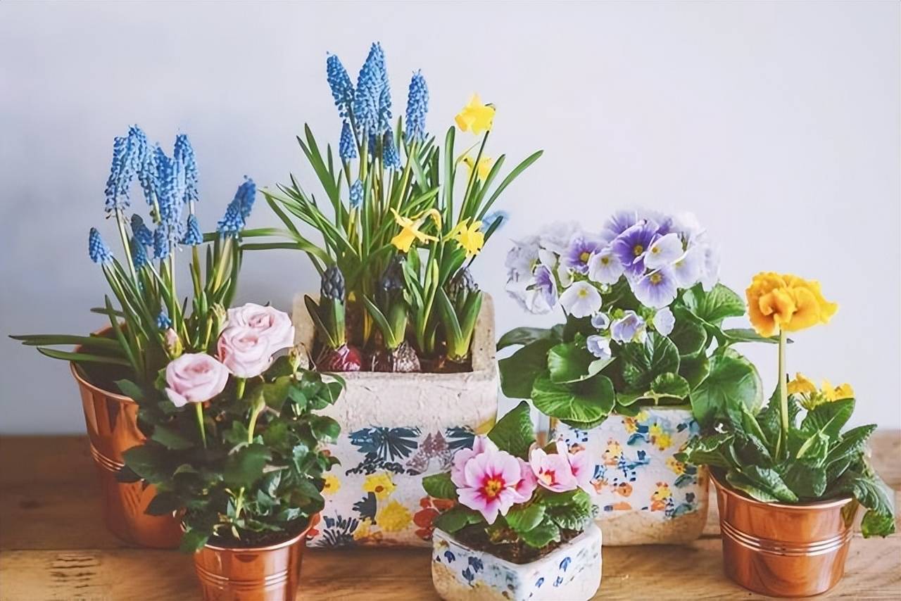 4 loại nước thần dược với cây cảnh, 7 ngày tưới 1 lần giúp lá xanh, hoa thắm, nở bung chậu-1