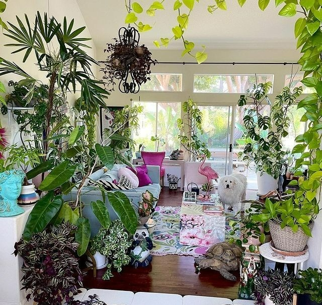 4 loại nước thần dược với cây cảnh, 7 ngày tưới 1 lần giúp lá xanh, hoa thắm, nở bung chậu-2