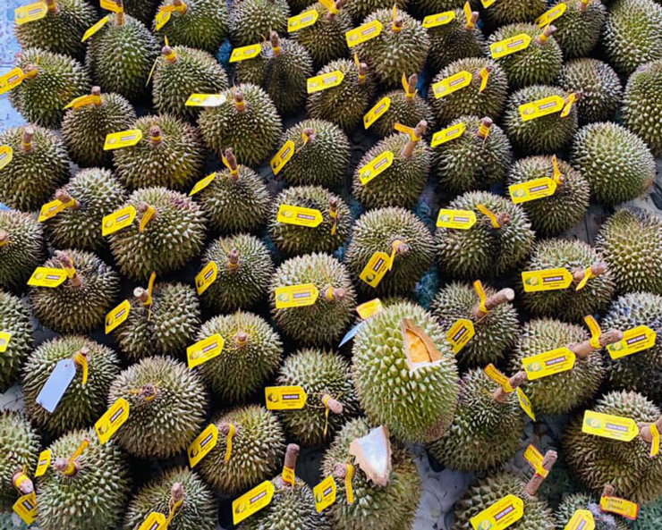 Sầu riêng tí hon giá bán lên đến 250.000 đồng/kg-2