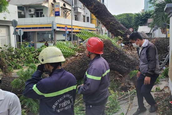 Cây bật gốc đè học sinh bị thương: Bài học chưa thuộc