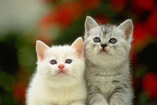 Ba con giáp tháng 5 lộc vào nhà, tháng 6 trúng quả đậm, tháng 7 có tiền tỷ trong tay