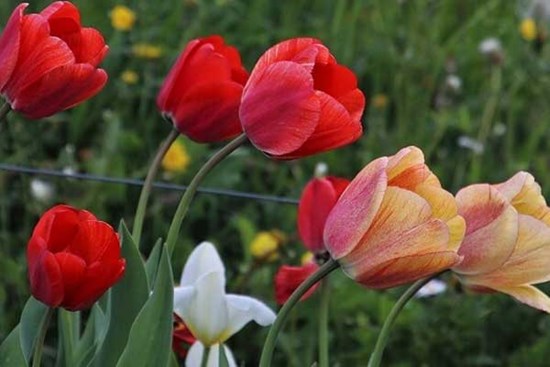 Tính cách sôi nổi, linh hoạt, 3 con giáp thuận buồm xuôi gió, kiếm tiền dễ dàng trong 3 tháng tới