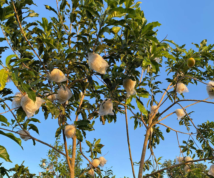 Loại quả trước gần triệu/kg, nay giá rẻ giật mình, dân buôn ngày bán hàng tạ-1