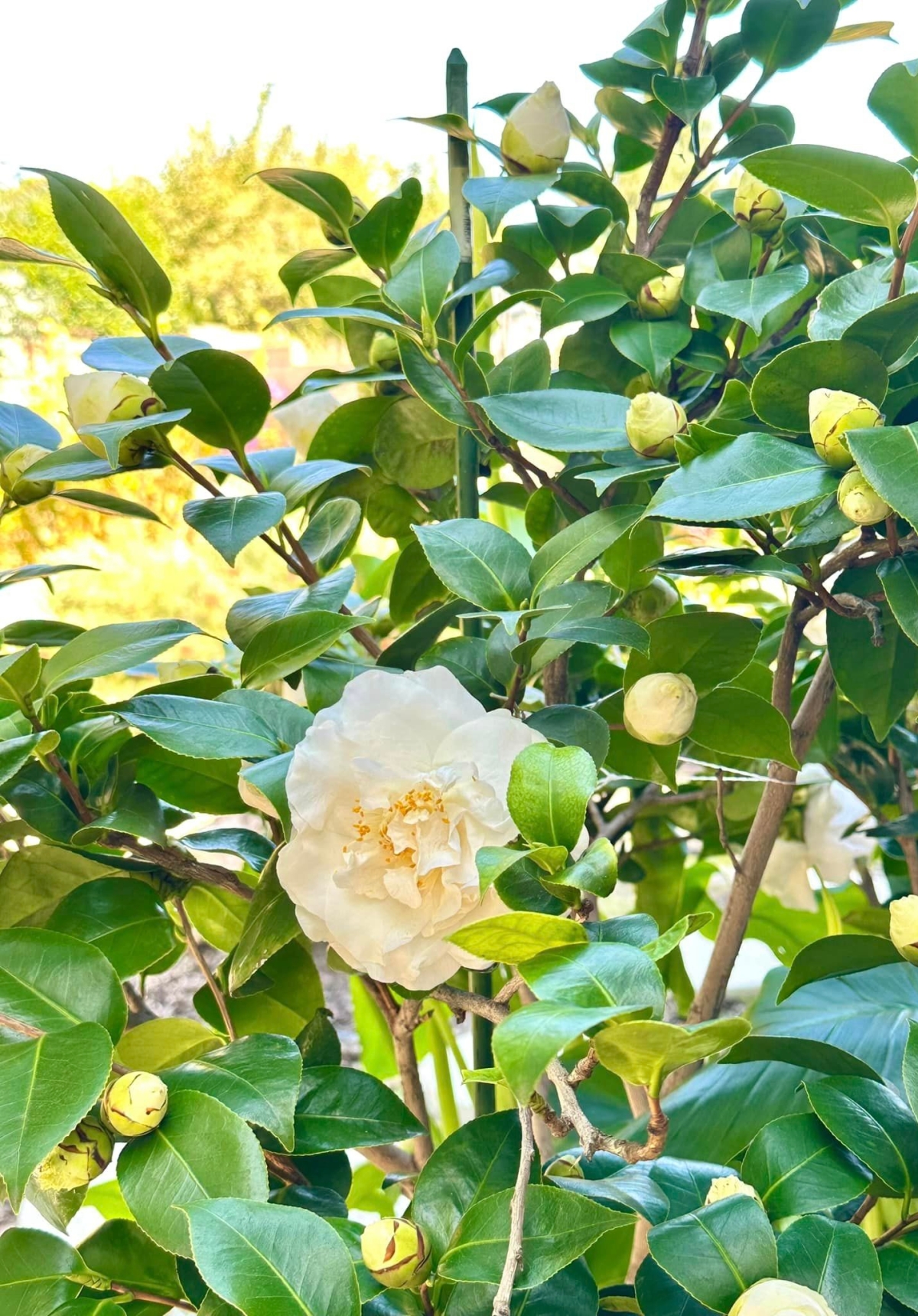 Tình đầu đứt gánh sau 24 năm và gặp biến cố bệnh tật, Hồng Đào được vực dậy nhờ động thái này!-10