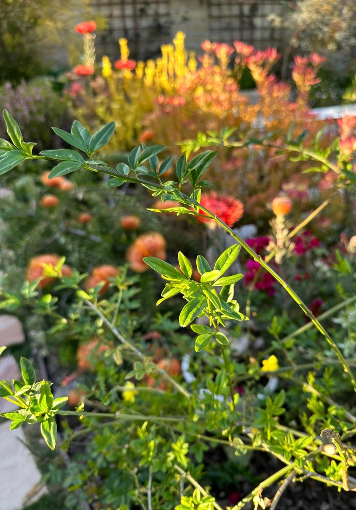 Tình đầu đứt gánh sau 24 năm và gặp biến cố bệnh tật, Hồng Đào được vực dậy nhờ động thái này!-14