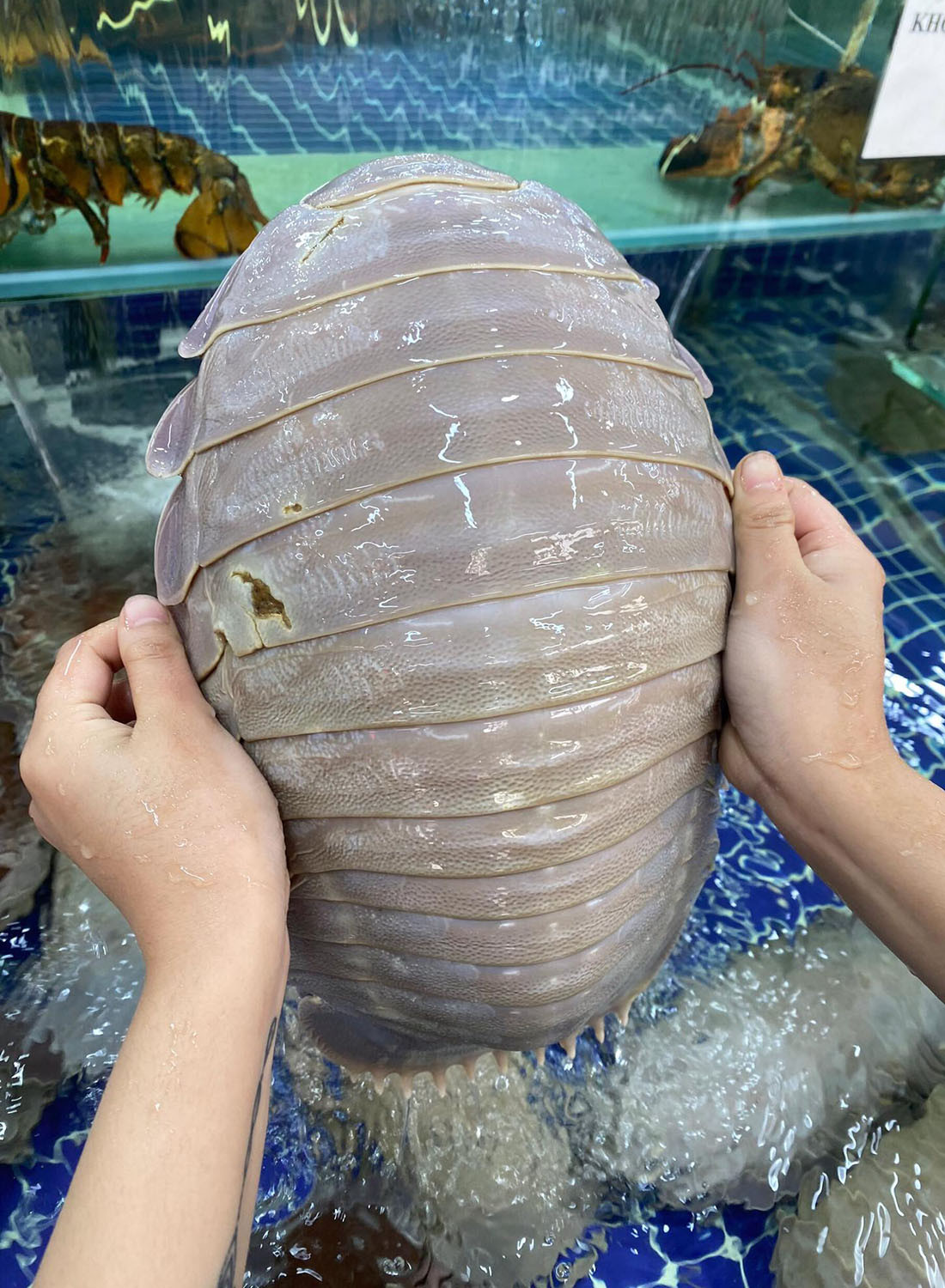 Bọ biển 4 triệu đồng một con, dân sành ăn vẫn tranh nhau mua-3