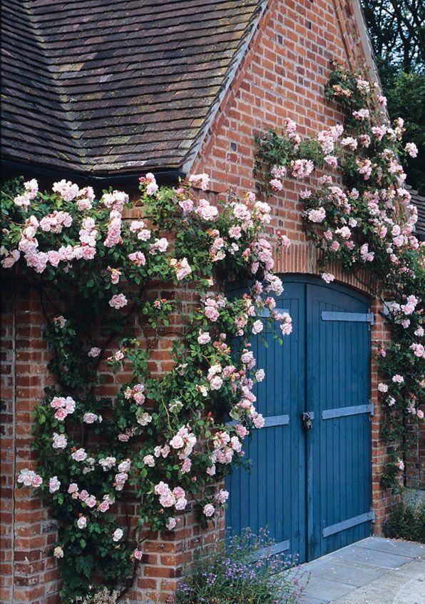 Muốn có khung cửa đẹp như mơ, trồng ngay 5 cây cảnh trèo tường siêu khỏe này-3