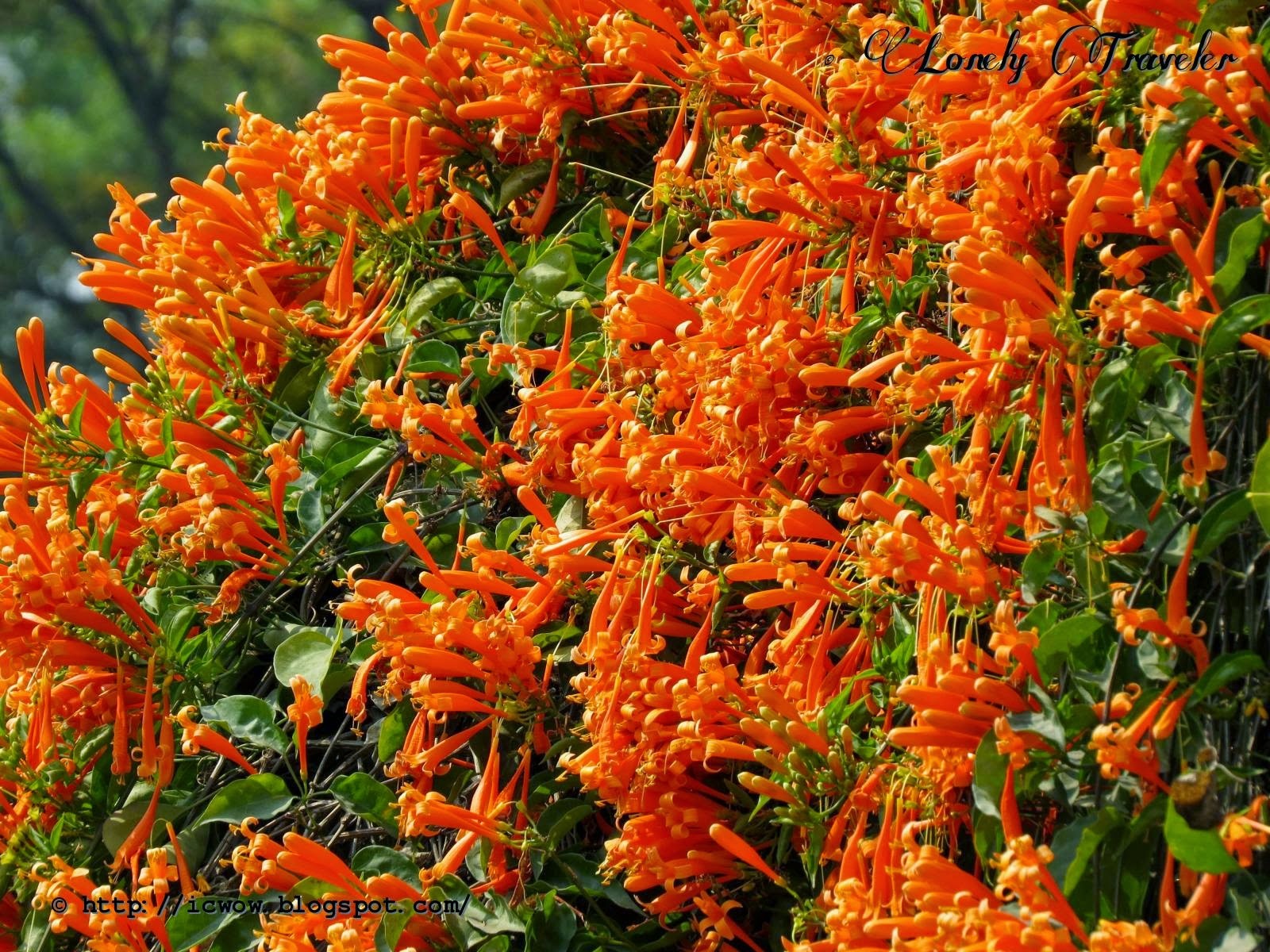 Muốn có khung cửa đẹp như mơ, trồng ngay 5 cây cảnh trèo tường siêu khỏe này-9