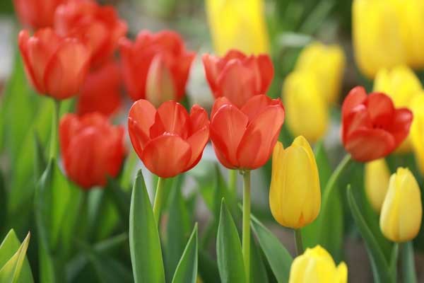 Từ Rằm tháng 2 nhuận Âm lịch, 3 con giáp đón lộc từ Thần Tài, làm gì cũng phát đạt-1