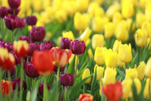 Từ Rằm tháng 2 nhuận Âm lịch, 3 con giáp đón lộc từ Thần Tài, làm gì cũng phát đạt-2