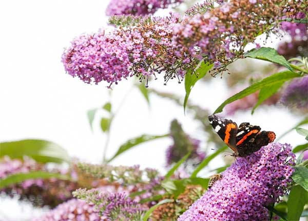 Ai có giờ sinh này thay đổi vận mệnh nhờ làm việc chăm chỉ, phúc khí cả đời, không sợ thất bại-1