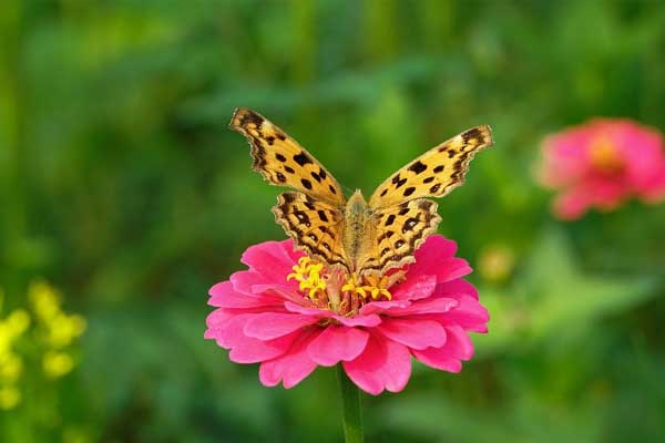 Ai có giờ sinh này thay đổi vận mệnh nhờ làm việc chăm chỉ, phúc khí cả đời, không sợ thất bại-2