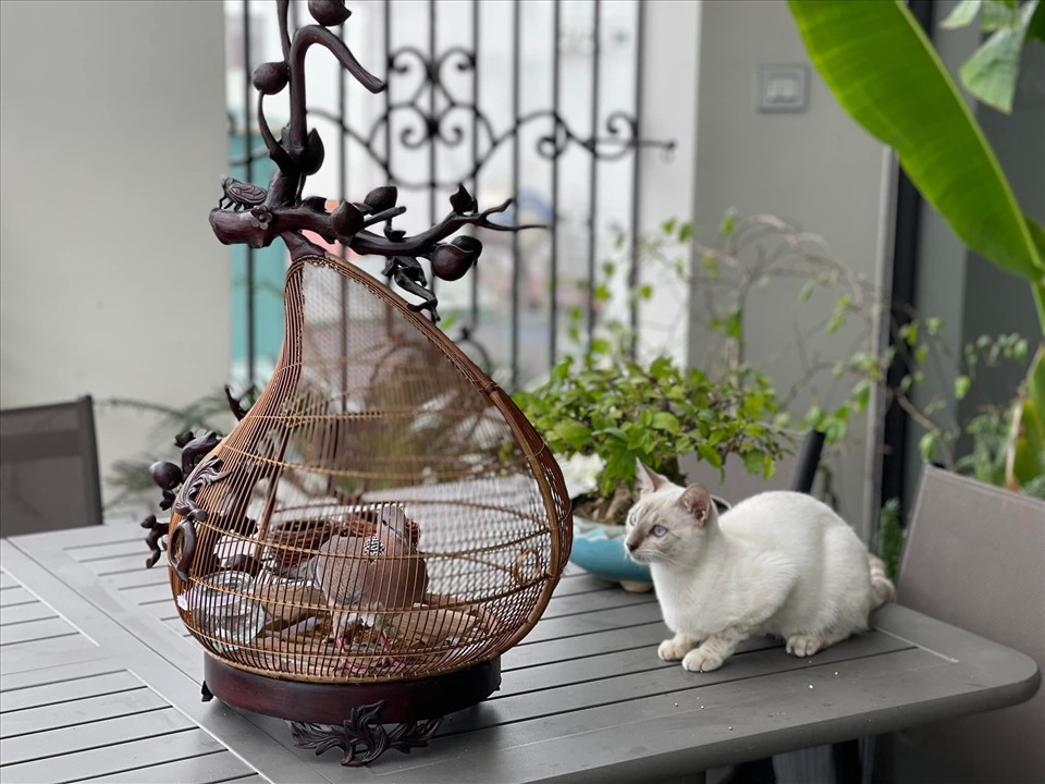 Đăng clip con gái đánh đàn bên hồ cá Koi, Trọng Tấn để lộ không gian bao người mơ ước-6