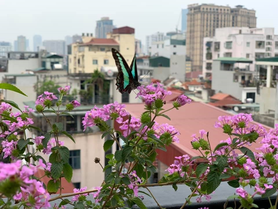 Đăng clip con gái đánh đàn bên hồ cá Koi, Trọng Tấn để lộ không gian bao người mơ ước-11