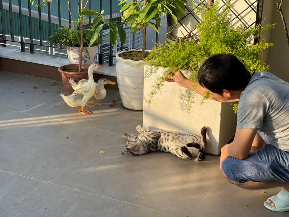 Đăng clip con gái đánh đàn bên hồ cá Koi, Trọng Tấn để lộ không gian bao người mơ ước-23