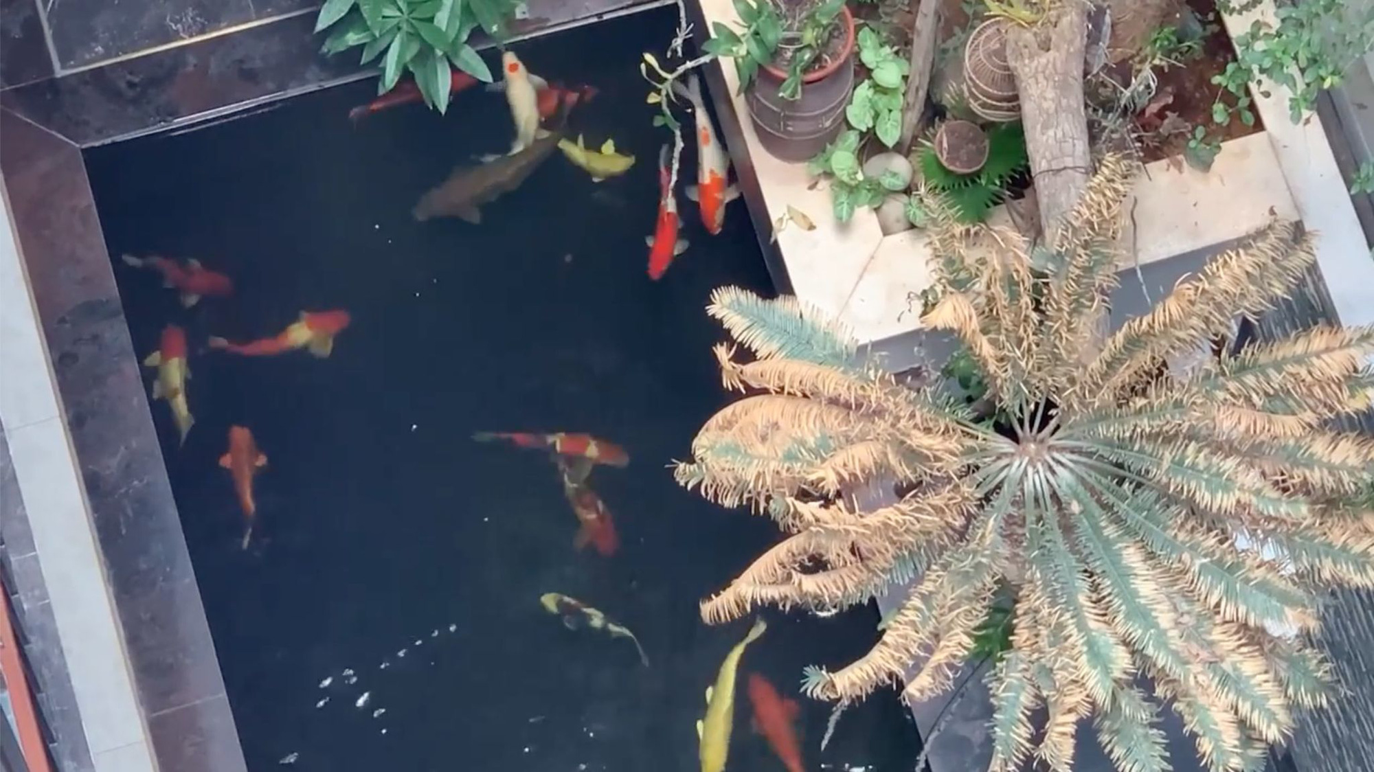 Đăng clip con gái đánh đàn bên hồ cá Koi, Trọng Tấn để lộ không gian bao người mơ ước-28