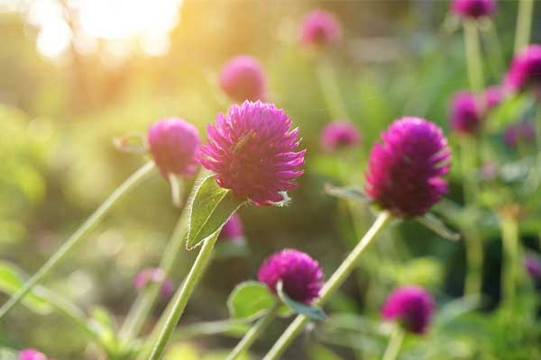 Tử vi ngày 7/4/2023: Tuổi Sửu đối diện thử thách, tuổi Thân tiền bạc về tay-1