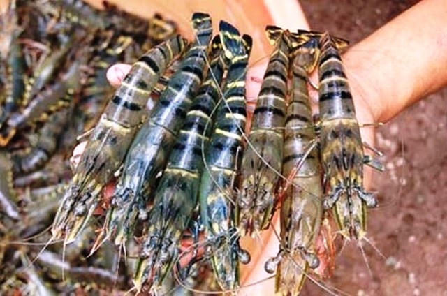 Nhận biết tôm bị bơm tạp chất trong 1 nốt nhạc, bạn đã biết chưa?-3