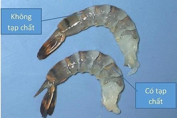 Mua tôm nên chọn tôm thẳng hay tôm cong? Sự thật bất ngờ khiến nhiều người ngã ngửa-10