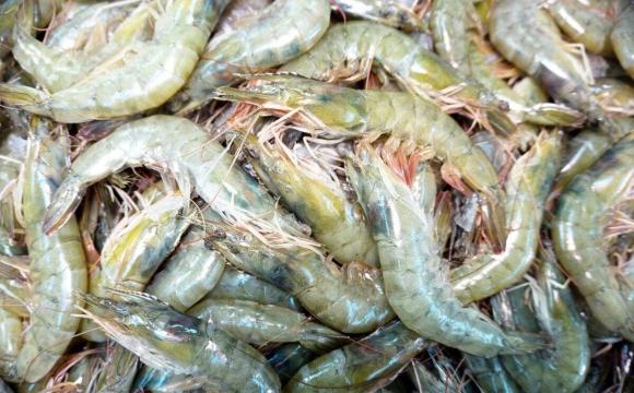 Mua tôm nên chọn tôm thẳng hay tôm cong? Sự thật bất ngờ khiến nhiều người ngã ngửa-2