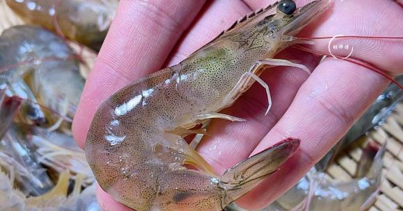 Mua tôm nên chọn tôm thẳng hay tôm cong? Sự thật bất ngờ khiến nhiều người ngã ngửa-6