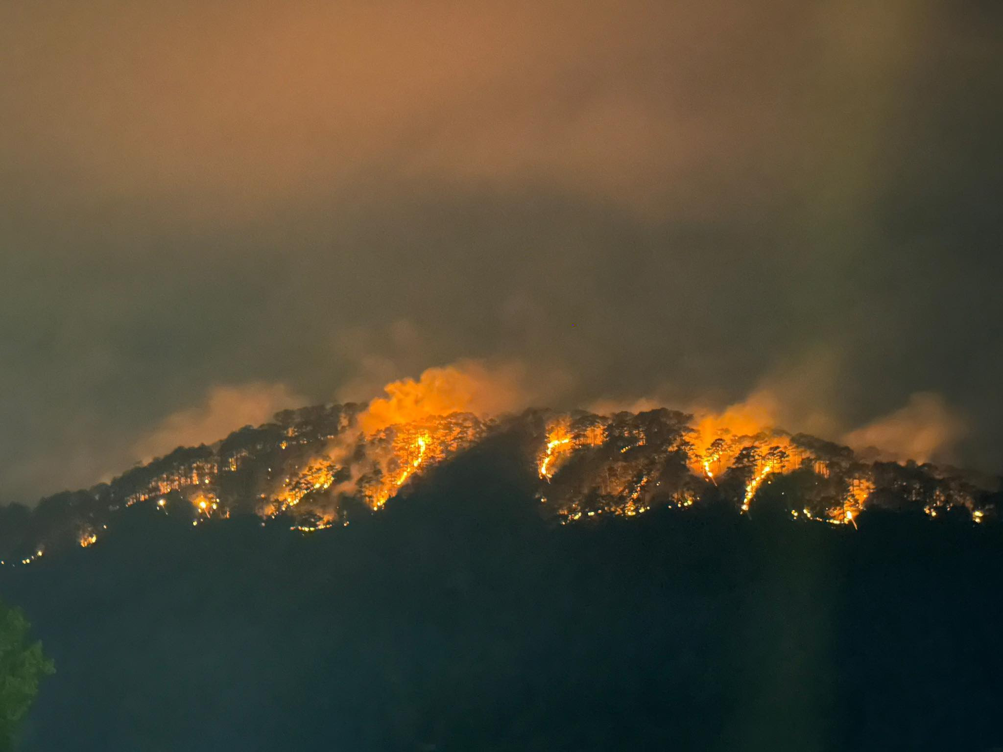 Cháy rừng thông Đà Lạt, lửa đỏ bao trùm ngọn đồi-2
