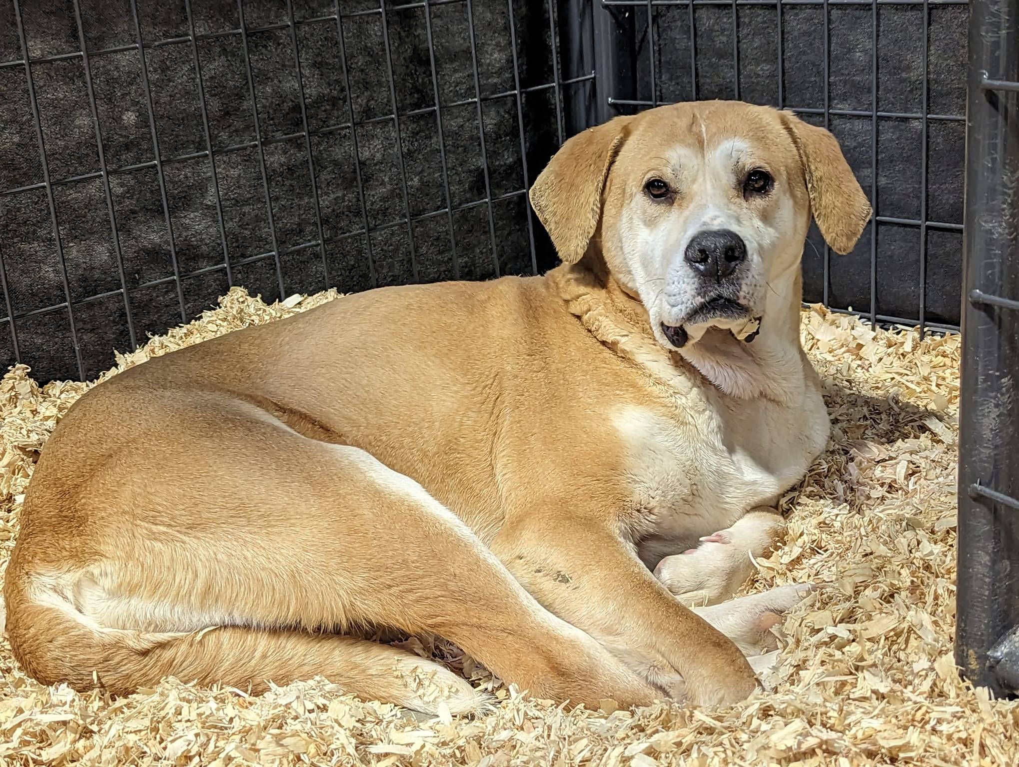 Những chú chó được nuôi để làm thịt ở Hàn Quốc-2