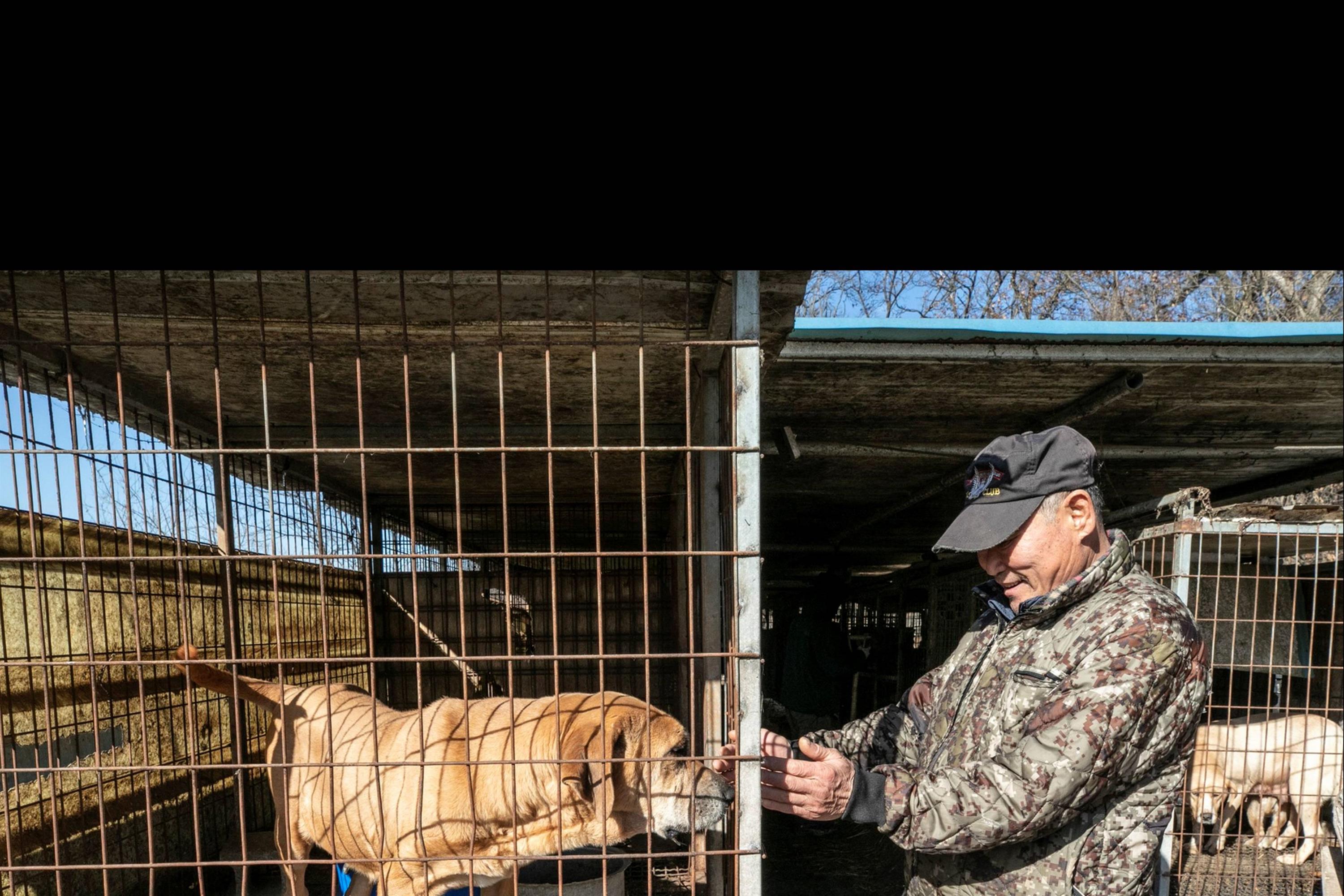 Những chú chó được nuôi để làm thịt ở Hàn Quốc-3