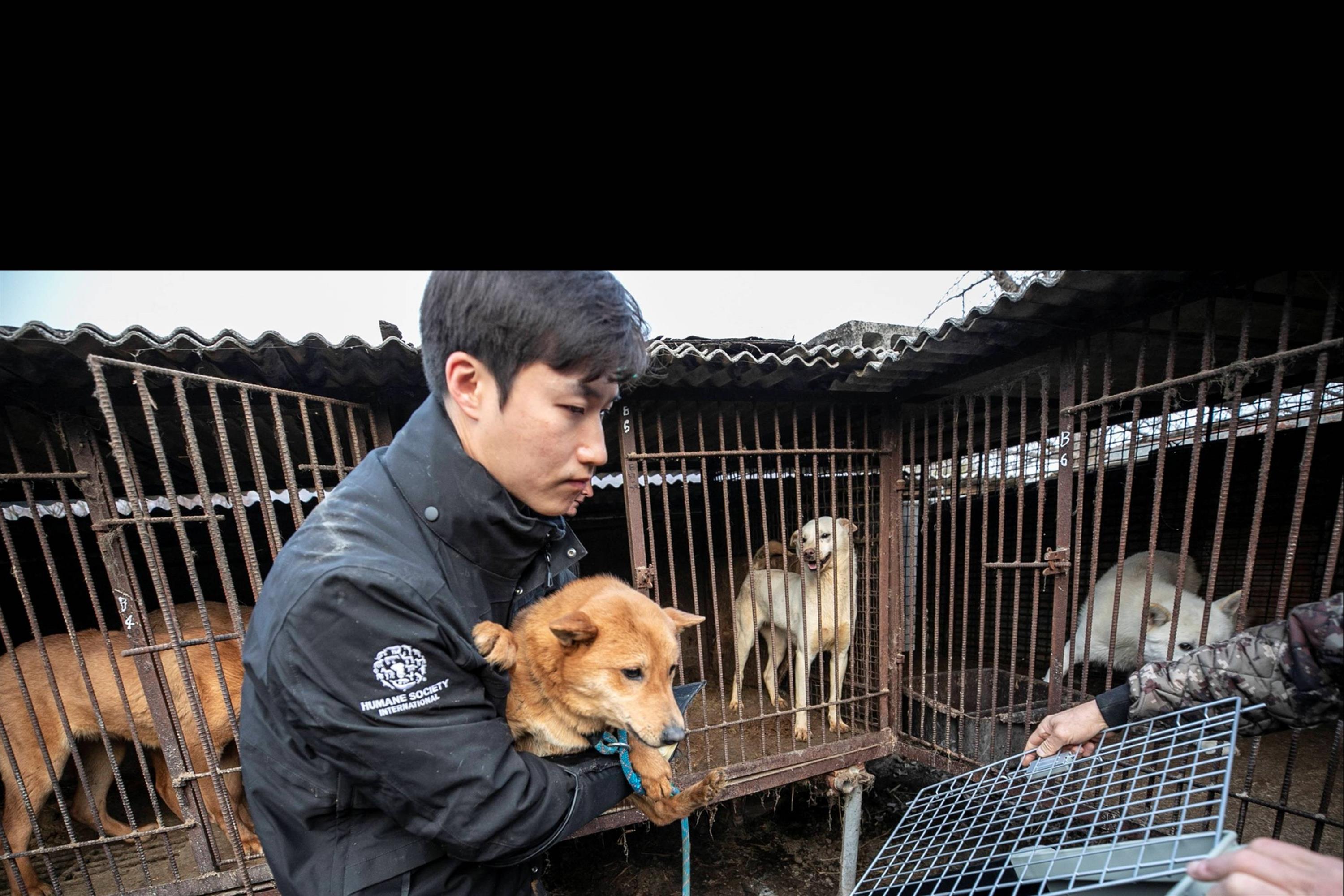 Những chú chó được nuôi để làm thịt ở Hàn Quốc-4