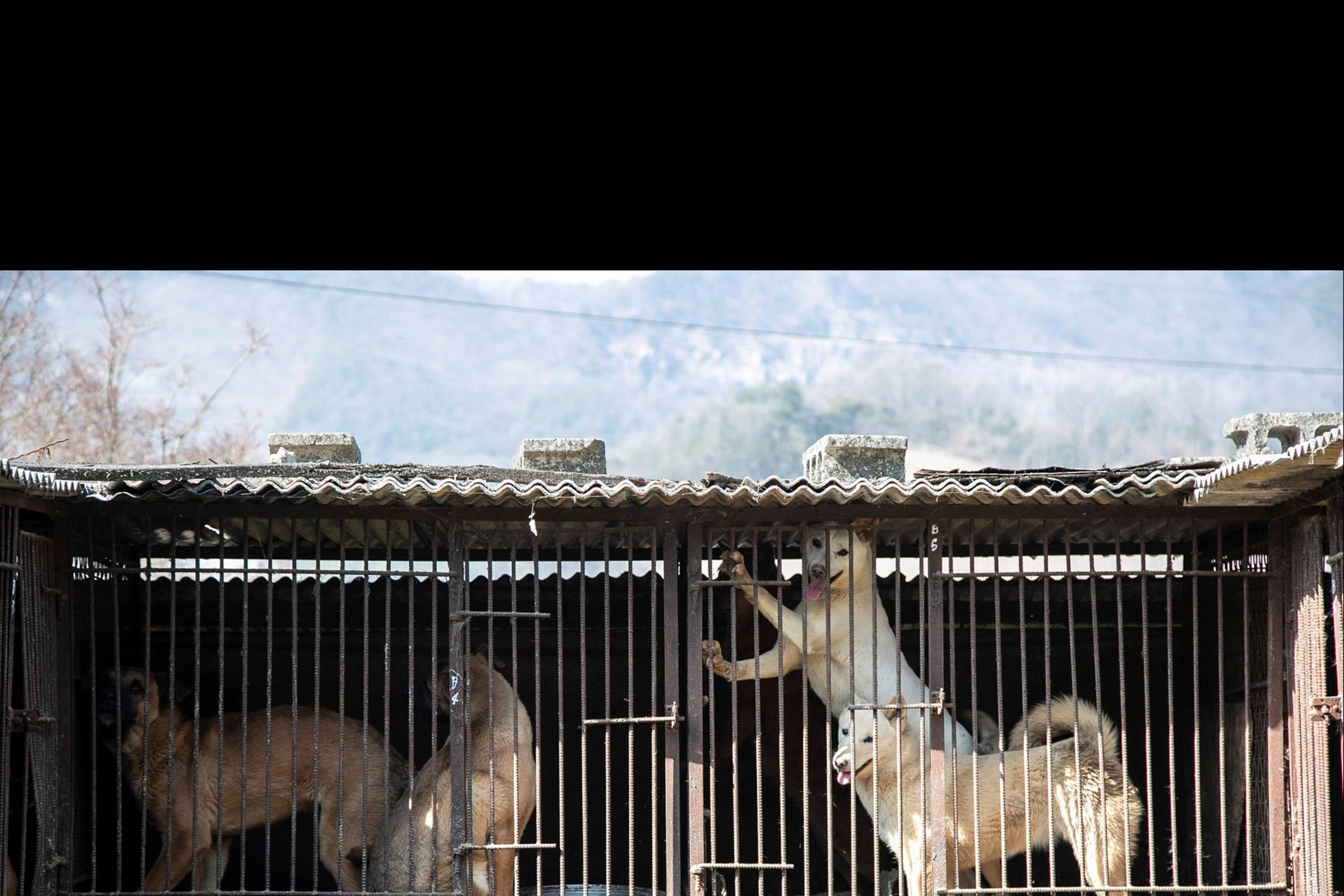 Những chú chó được nuôi để làm thịt ở Hàn Quốc-5