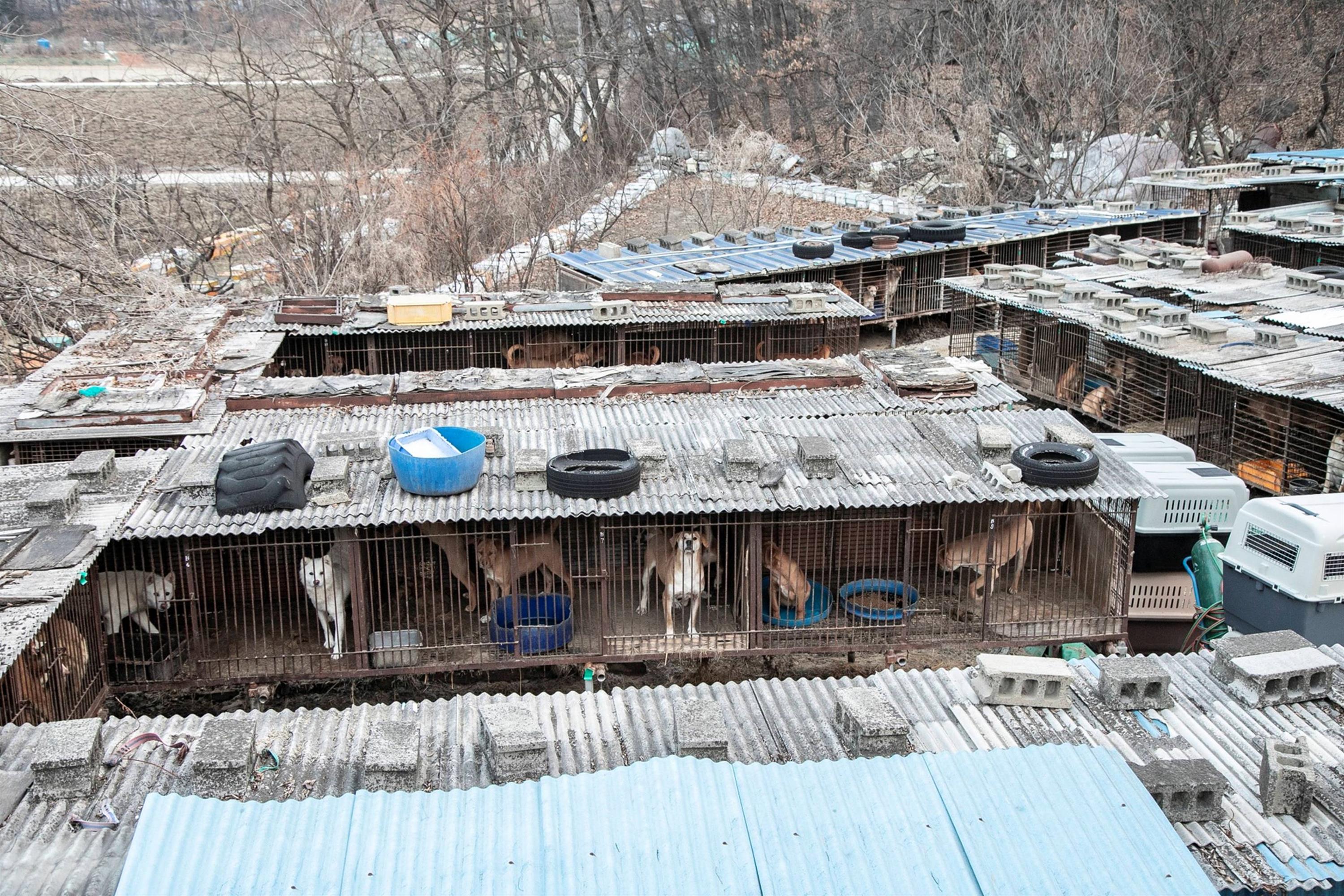 Những chú chó được nuôi để làm thịt ở Hàn Quốc-6