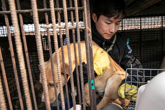 Những chú chó được nuôi để làm thịt ở Hàn Quốc