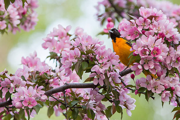 Tháng 3 Âm lịch, 3 con giáp đón nhiều tin lành, sự nghiệp thăng tiến, tài lộc bội thu, cuộc sống tràn ngập tiếng cười-1