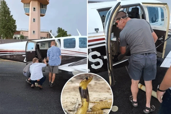 Rắn hổ mang trắng ‘thần thánh’ đột nhập nhà dân trong cơn mưa bão-2