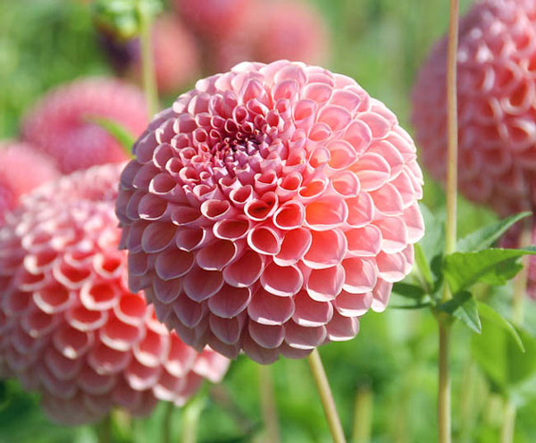 Sinh vào 4 tháng Âm lịch này, tiết kiệm lại siêng năng, về già có của ăn của để-2