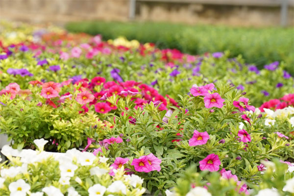 Sinh vào 4 tháng Âm lịch này, tiết kiệm lại siêng năng, về già có của ăn của để-3