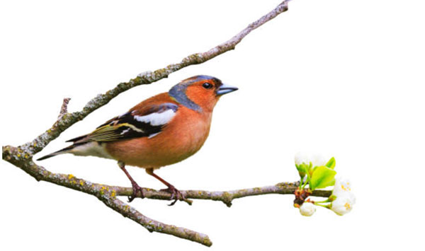 Sinh vào 4 tháng Âm lịch này, tiết kiệm lại siêng năng, về già có của ăn của để-4