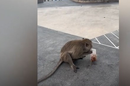 Chú khỉ ở Thái Lan cướp bữa ăn của người